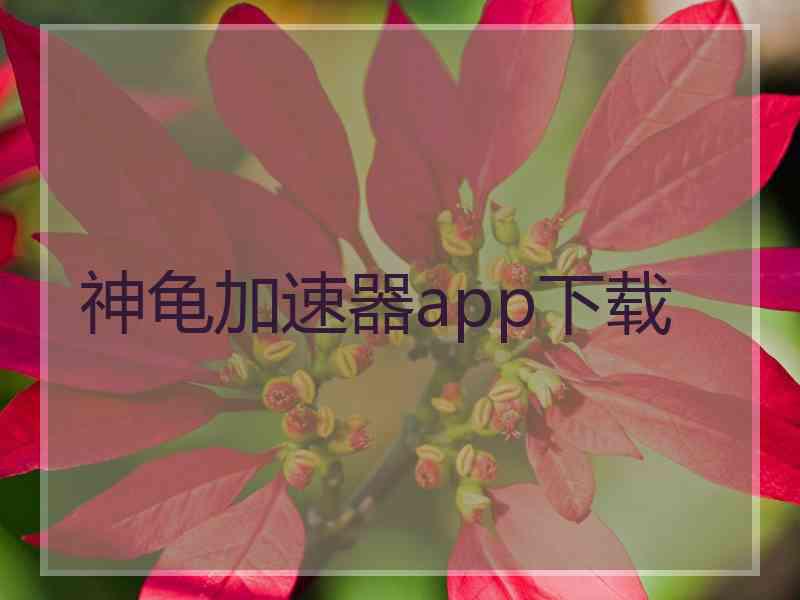 神龟加速器app下载
