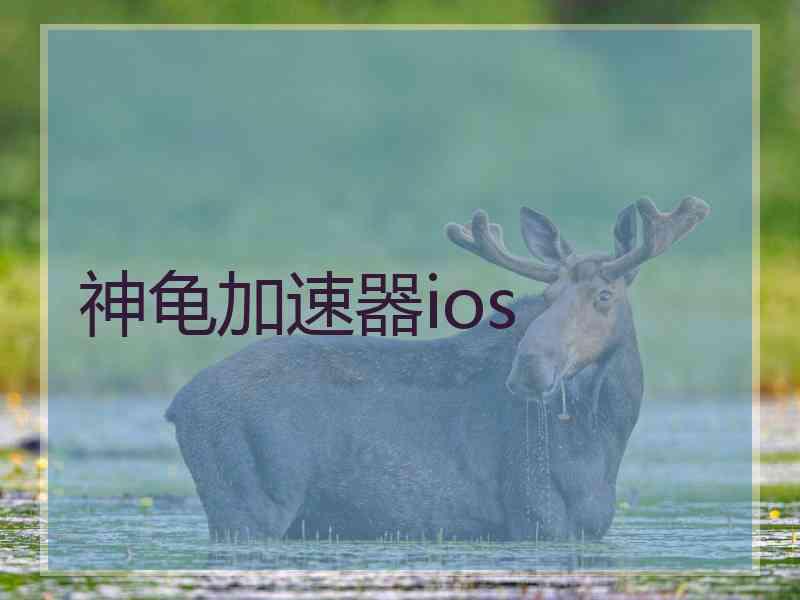 神龟加速器ios